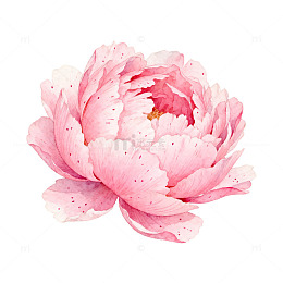 水彩粉牡丹盛开