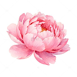 水彩粉色牡丹花卉插画素材