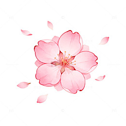 樱花插画早春花卉矢量素材