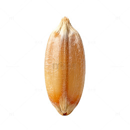 单颗谷物种子特写