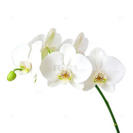 洁白兰花特写片