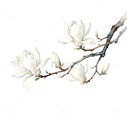 玉兰花枝水彩画