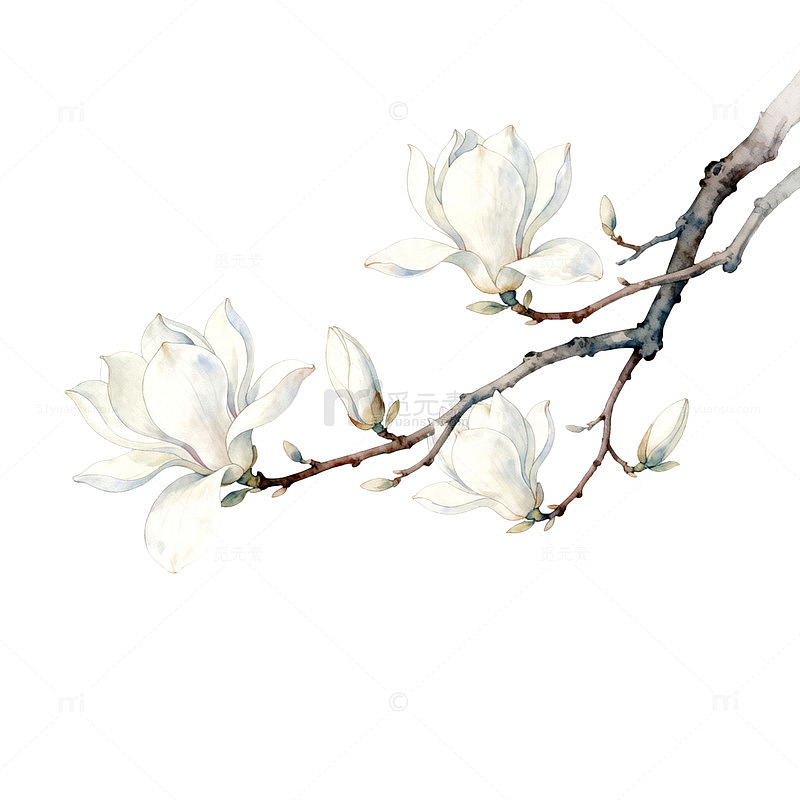 玉兰花枝水彩画