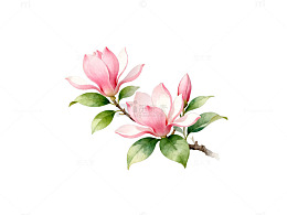 水彩风格粉色玉兰花插画