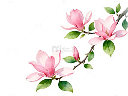 水彩玉兰花枝插画设计素材