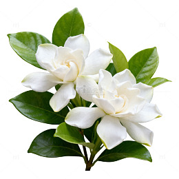 栀子花白绿相间清新雅致