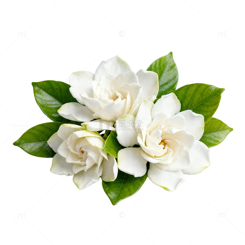 白色栀子花特写素材