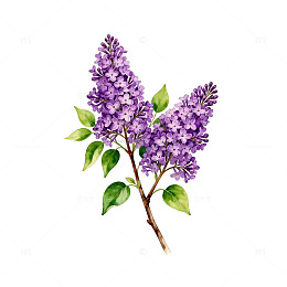 水彩丁香花插画素材