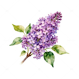 水彩丁香花插画素材