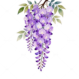 紫藤花插画