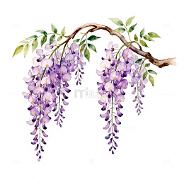 紫藤花手绘插画