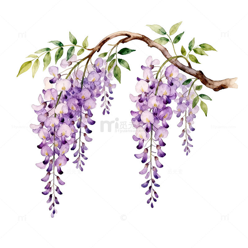 紫藤花手绘插画