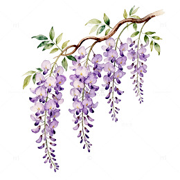 水彩紫藤花插画素材