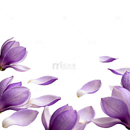 淡紫花瓣静谧背景