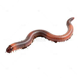 蚯蚓特写自然生态片