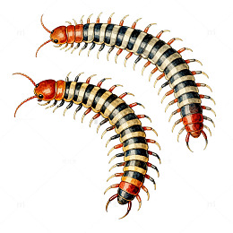 蜈蚣插画图片素材