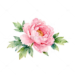水彩粉色牡丹花卉插画素材