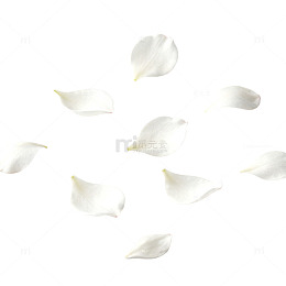 清新白色花瓣静物