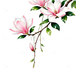 水彩玉兰花插画设计元素