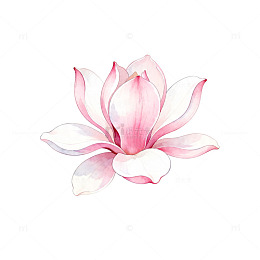 淡雅玉兰手绘花卉插画