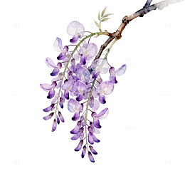 水彩紫藤花插画素材