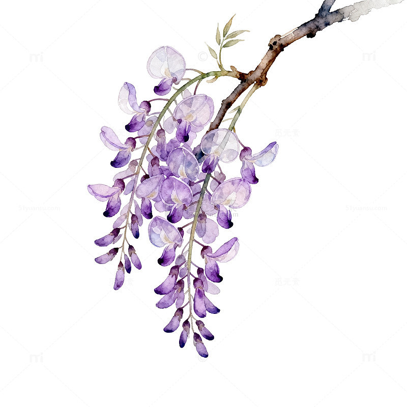 水彩紫藤花插画素材
