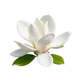 清新白玉兰花手绘插画素材