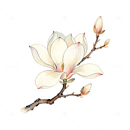 水彩玉兰花手绘插画