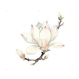 玉兰花手绘图