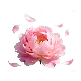 粉色牡丹盛开花瓣飞舞