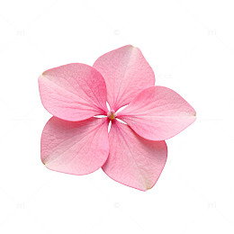 粉色花朵特写素材