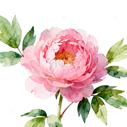 水彩花卉芍药插画设计素材