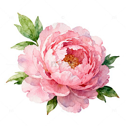 水彩牡丹花卉装饰画素材