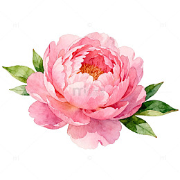 水彩牡丹花卉插画装饰图案