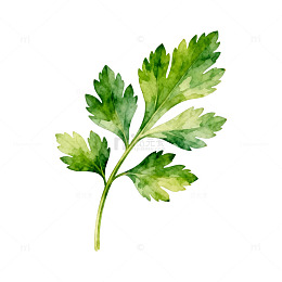 水彩香菜叶植物插画