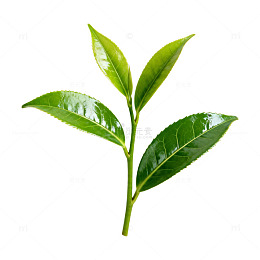 翠绿茶叶新鲜特写片