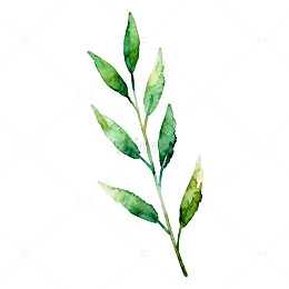 水彩植物叶片插画