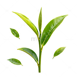 绿茶嫩芽特写