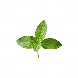 薄荷叶特写素材
