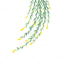 柳枝插画春天清新元素