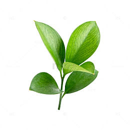 绿色植物叶片设计元素