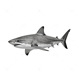 黑白鲨鱼海洋生物插画素材