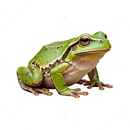 青蛙特写透明背景图片