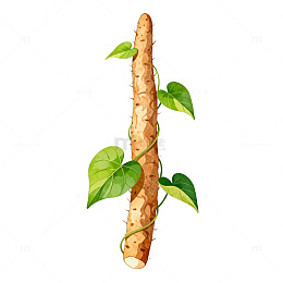 手绘山药植物插画素材