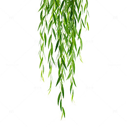 绿意垂柳自然风植物插画