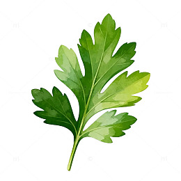 水彩风艾草植物插画素材