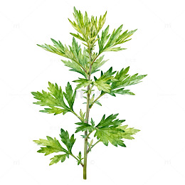 清新艾草植物插画素材
