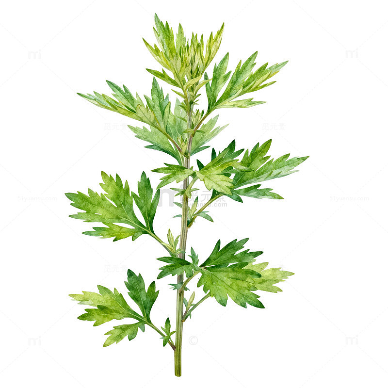 清新艾草植物插画素材