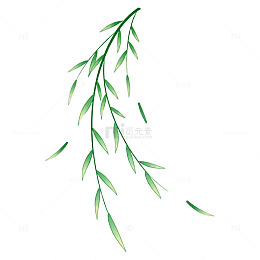 水彩柳枝插画素材