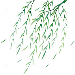简约柳枝插画